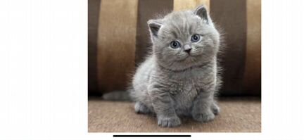 Голубой британский плюшевый котёнок