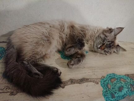 Ищем невского маскарадного кота для вязки