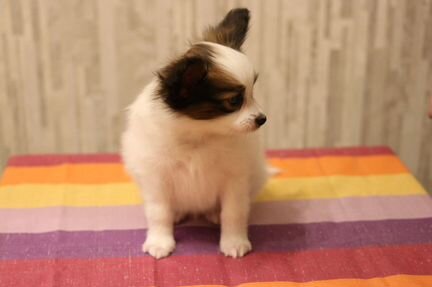 Очень красивый щенок папийон (собака-бабочка)