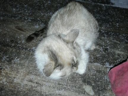 Кот сиамский добрый ласковый зовут Барсик