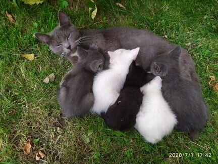 Котята от русской голубой кошки