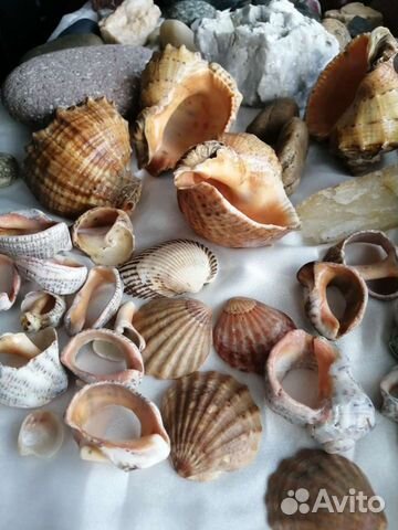 Ракушки, камушки