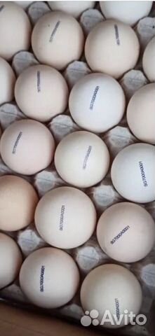 Цыплята Кобб 500 Инкубационное яйцо