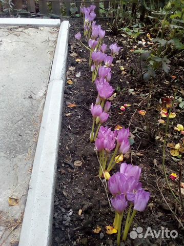 Безвременник (луковицы)