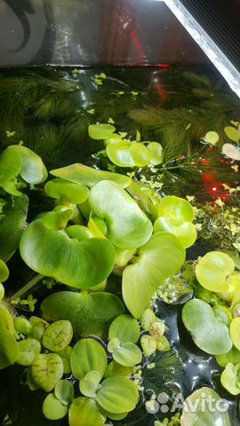 Аквариумные растения, рыбки, криветки
