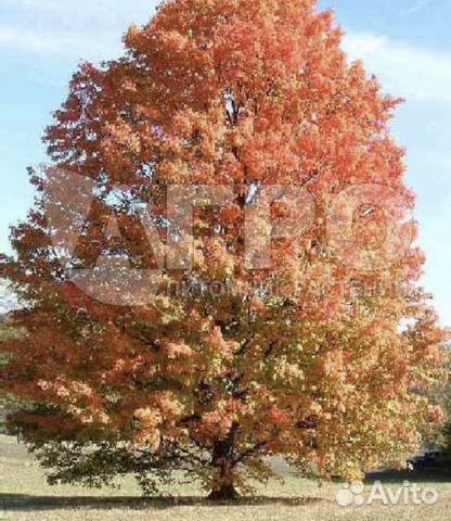 Клен сахаристый серебристый в горшках сажать летом