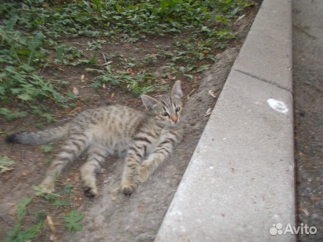 Котята в добрые руки бесплатно