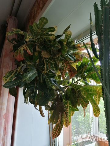 Кодиеум кротон