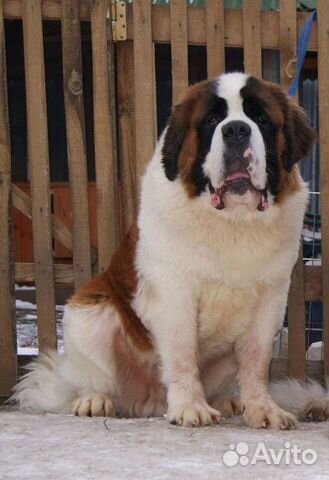 Московская Сторожевая Купить Щенка В Твери Цена