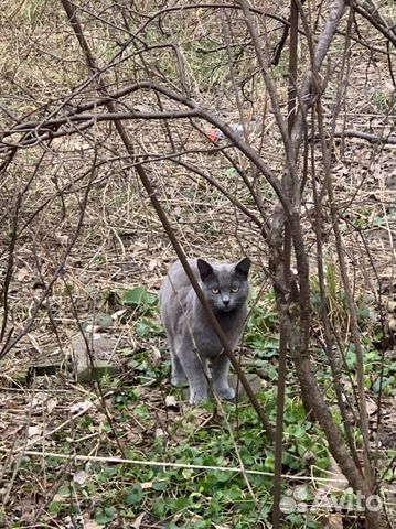 Кошки и коты стерилизованые