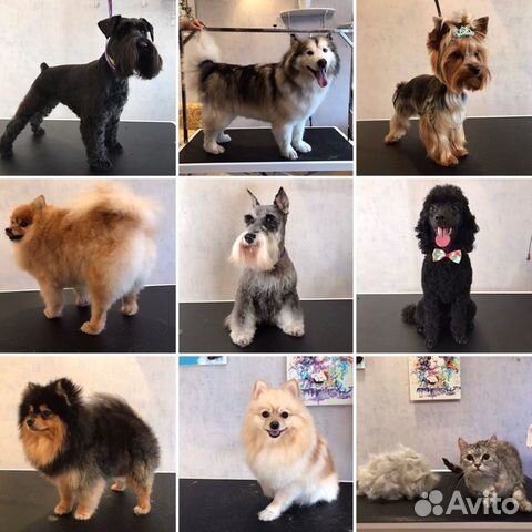 Стрижка собак