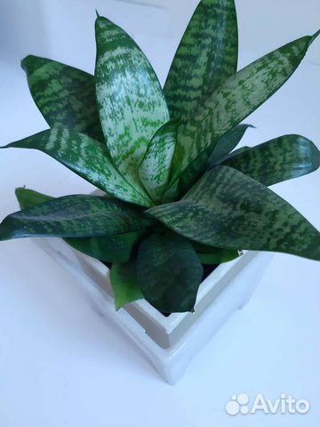 Сансевиерия Ханни, комнатные цветы