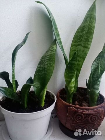 Сансевиерия