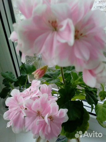 Пеларгония герань