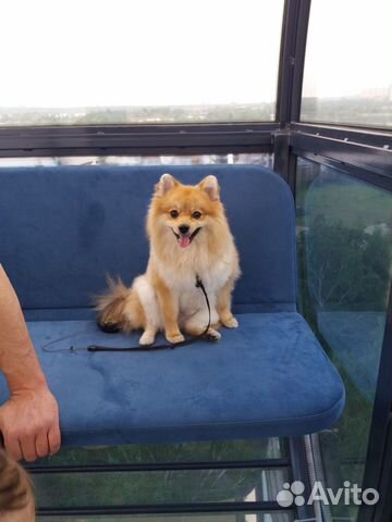 Шпиц ищет себе подружку