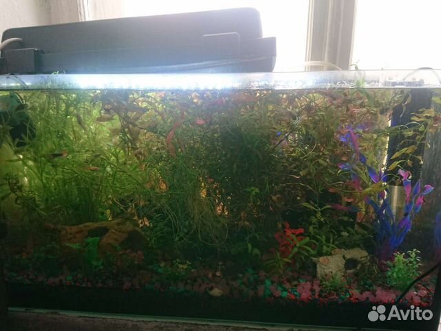 Растение Людвигия Красная, Погостемон Октопус