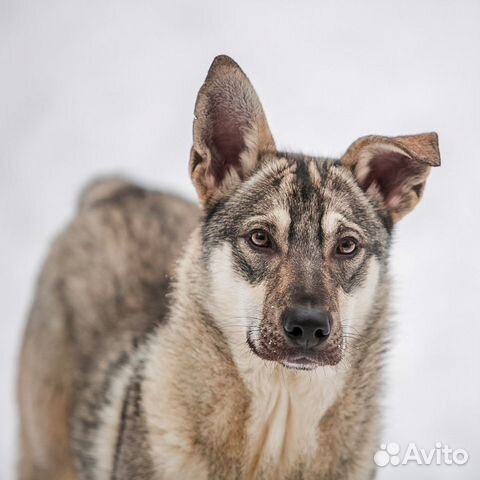Метис кошки с собакой в добрые руки