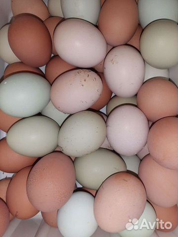 Инкубационное яйцо куриное