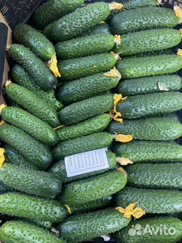 Огурцы кураж ставрополь