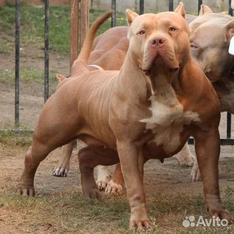 Американский булли xl
