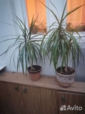 Пальма драцена