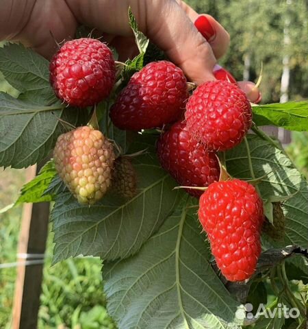 Саженцы малины