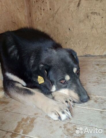 Собака, Грей, кобель