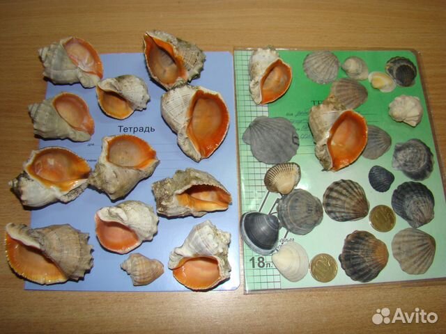 Красивые ракушки с Чёрного моря купить на Зозу.ру - фотография № 3