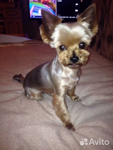 Стрижка собак и кошек (на дому и с выездом)