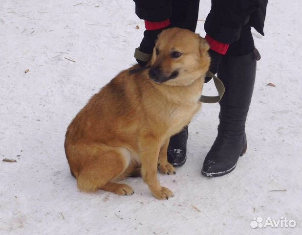 Отличная жизнерадостная собака ищет дом, стерильна купить на Зозу.ру - фотография № 5