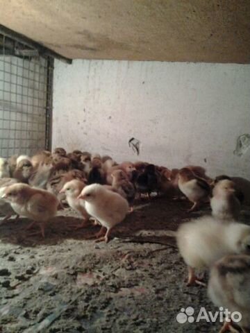 Цыплята кучинские, серебристые, плимутрок, гибрид купить на Зозу.ру - фотография № 3