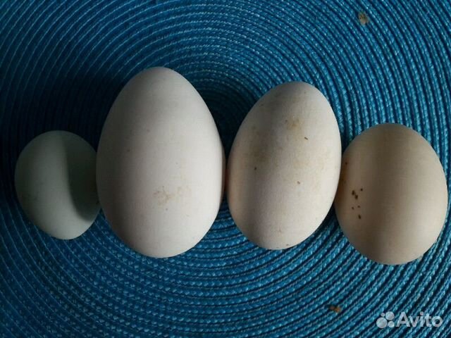 Инкубационное яйцо индюшинное, утки. легбар и др купить на Зозу.ру - фотография № 2