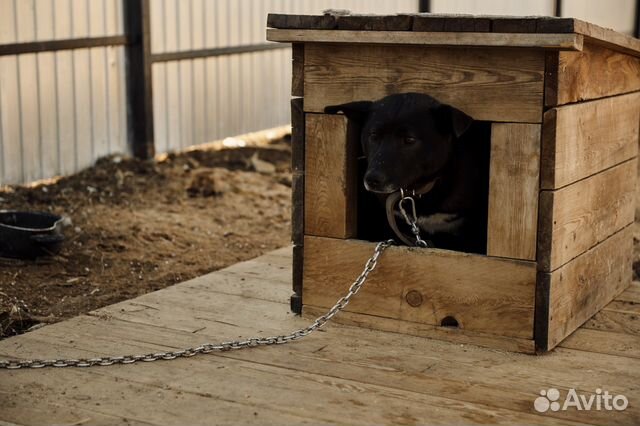 Очень красивая умная собака в свой дом купить на Зозу.ру - фотография № 6