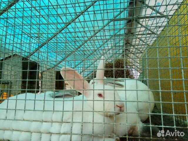Кролики породы рекс (белые) купить на Зозу.ру - фотография № 2
