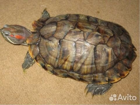 Красноухие черепахи купить на Зозу.ру - фотография № 2