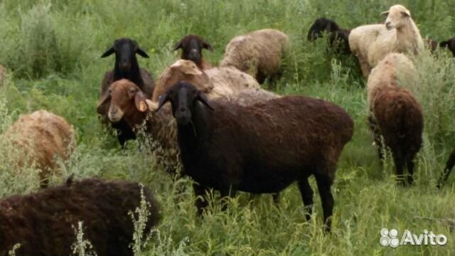 Овцы,ярки, баранчики эдельбаевской породы купить на Зозу.ру - фотография № 3