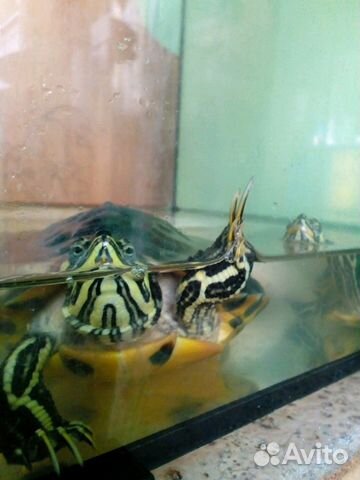 Продам аквариум с черепахами купить на Зозу.ру - фотография № 3