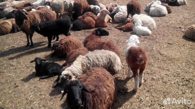 Бараны и овцы купить на Зозу.ру - фотография № 1