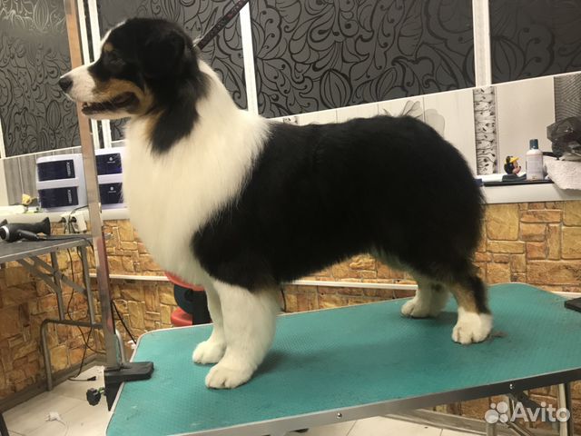 Стрижка собак и кошек в Москве