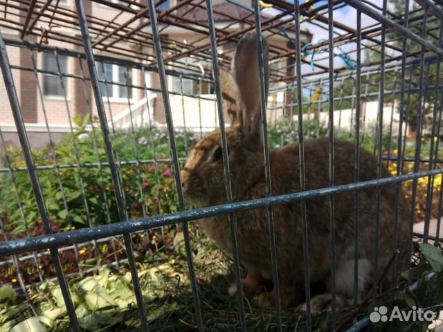 Кролик фландр бельгийский самец купить на Зозу.ру - фотография № 1