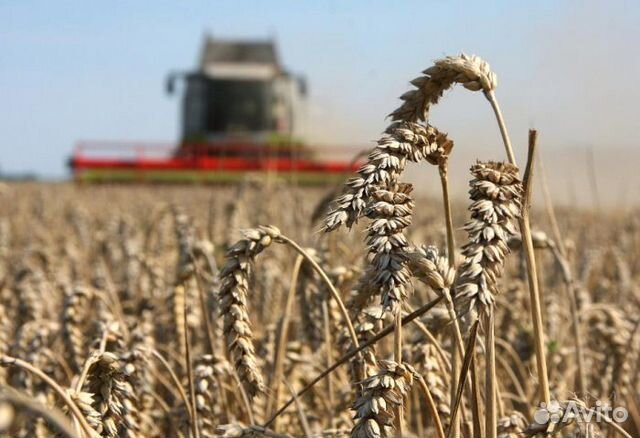 Ячмень, пшеница, кукуруза, жом, жмых купить на Зозу.ру - фотография № 1