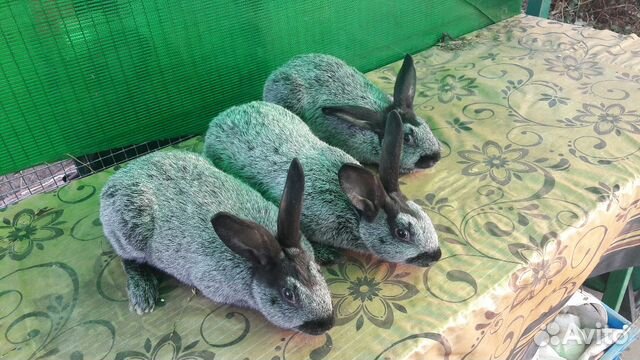 Кролики породы Серебро купить на Зозу.ру - фотография № 5