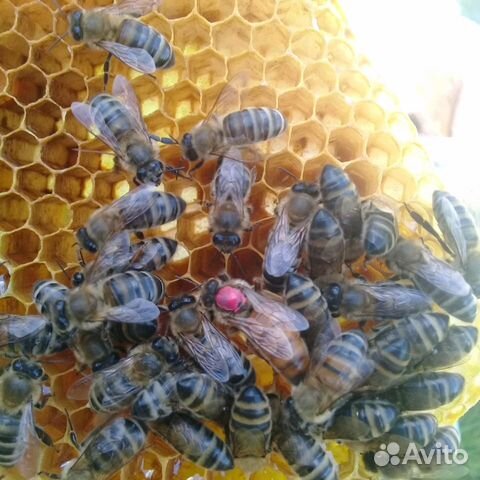 Пчеломатки инструментального осеменения, свободног купить на Зозу.ру - фотография № 3