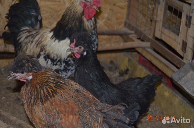 Инкубационное яйцо, цыплята, петушки купить на Зозу.ру - фотография № 4