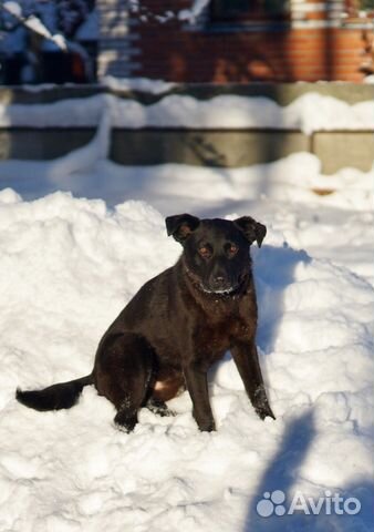 Шоколадная Собака кобель щенок купить на Зозу.ру - фотография № 3