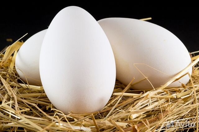 Гусиные яйца Оптом и в Розницу