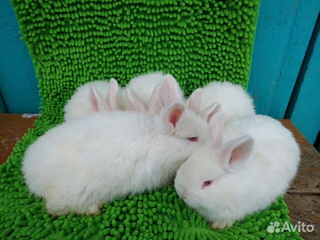 Новозеландские белые кролики (нзб) купить на Зозу.ру - фотография № 3