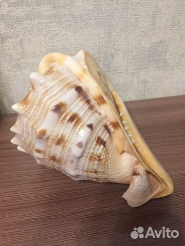 Ракушка Ракушка