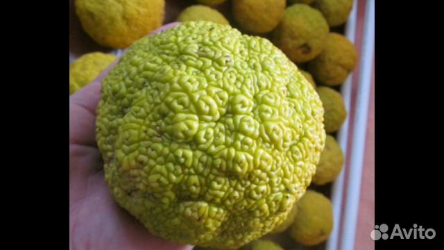 Чёрный(дикий) орех