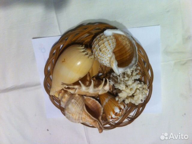 Набор морских раковин